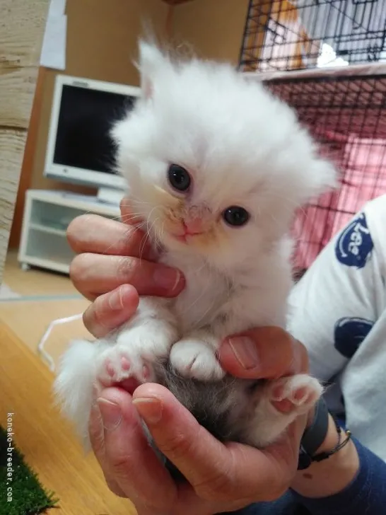 ID：2109-00734の子猫