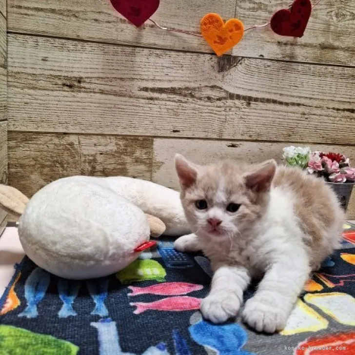 ID:2308-00396の子猫