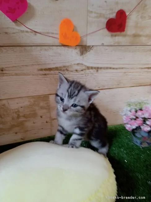 ID：2203-00860の子猫