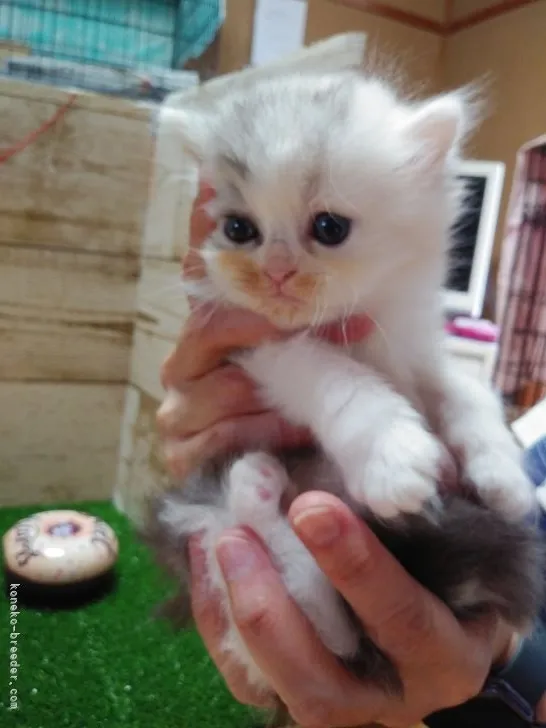 ID：2109-00821の子猫