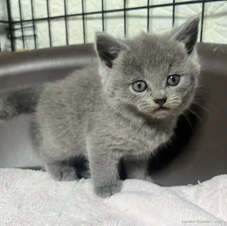 ID:2312-00261の子猫