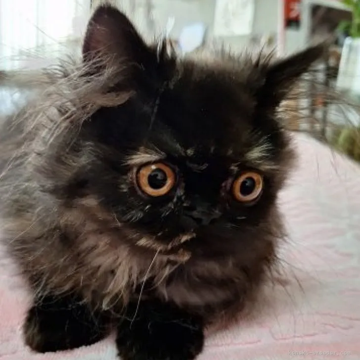 ID:2308-00390の子猫