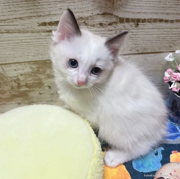 ID：2311-01321の子猫