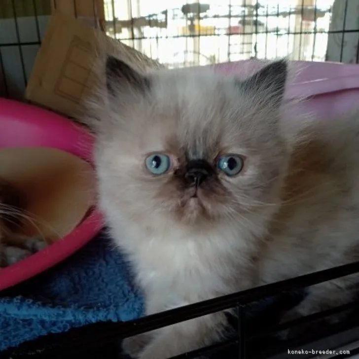 ID：2305-03313の子猫
