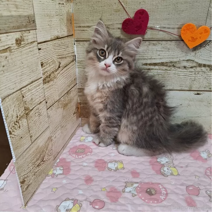 ID：2408-00367の子猫