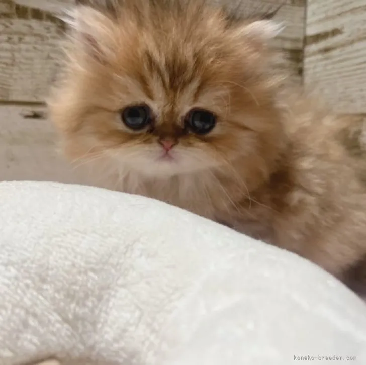 ID:2312-00588の子猫