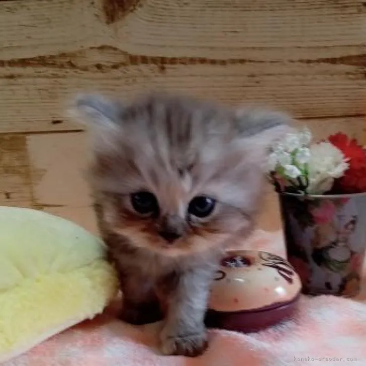 ID：2209-01791の子猫