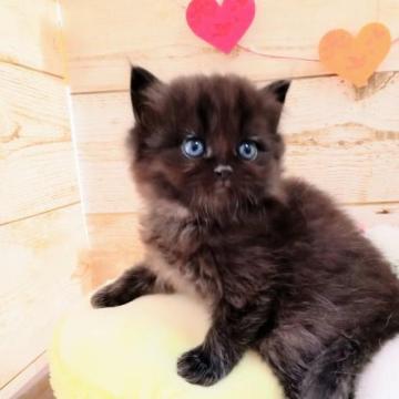 ラガマフィン【青森県・男の子・2023年1月11日・ブラックスモーク（ロングヘア）】の写真「初めて誕生した、黒ラガマフィンです」
