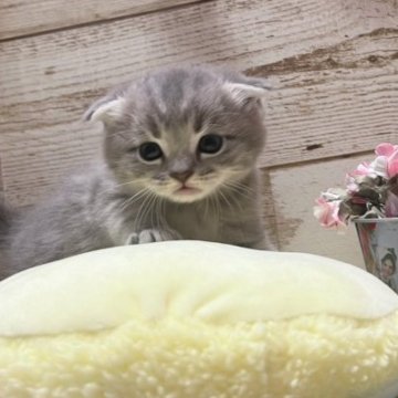 マンチカン(長足)【青森県・男の子・2023年8月11日・ブルータビー（短毛）】の写真「マンチカン、一人っ子のBIGBOY」