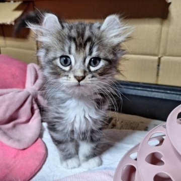 アメリカンカール【青森県・男の子・2023年9月4日・シルバータビー&ホワイト（長毛）】の写真「少し小柄、控えめな男の子です」