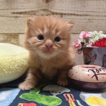 マンチカン(長足)【青森県・男の子・2023年9月4日・レッドタビー（ロングヘア）】の写真「大きなおめめがチャームポイント」