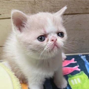 エキゾチックショートヘア【青森県・男の子・2023年9月11日・クリームタビー&ホワイト（ショートヘア）】の写真「ぶさかわエキゾチックbabyちゃんです」