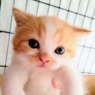 スコティッシュフォールド(立ち耳)【青森県・男の子・2022年6月3日・レッドタビー&ホワイト（短毛）】の写真「スコティッシュフォールド、人気のカラーの男の子」