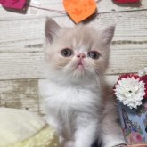 エキゾチックショートヘア