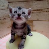 アメリカンショートヘア