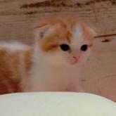 スコティッシュフォールド(折れ耳)