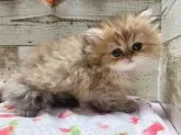 ペルシャ(チンチラ)【青森県・女の子・2023年10月18日・チンチラゴールデン】の写真2