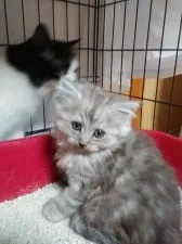 ラガマフィン【青森県・男の子・2021年8月10日・シルバータビー】の写真3