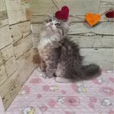 サイベリアン【青森県・男の子・2024年5月19日・ブルータビー&ホワイト】の写真3