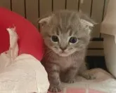 マンチカン(長足)【青森県・男の子・2023年8月11日・ブルータビー】の写真5