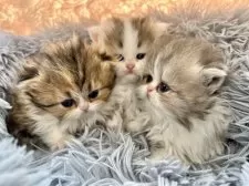 ペルシャ【青森県・男の子・2025年2月18日・ブルータビー&ホワイト】の写真11