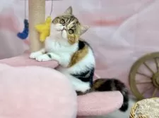 エキゾチックショートヘア【青森県・女の子・2025年4月10日・ブラウンパッチドタビー&ホワイト】の写真11