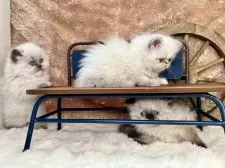 ヒマラヤン【青森県・女の子・2025年3月28日・ブルークリームポイント】の写真11