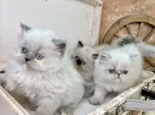 ヒマラヤン【青森県・女の子・2025年3月28日・ブルークリームポイント】の写真13