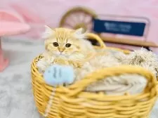 サイベリアン×ラガマフィン【青森県・女の子・2025年6月17日・レッドタビー&ホワイト】の写真14