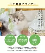 マンチカン(長足)【青森県・男の子・2025年10月18日・ブラックスモーク】の写真11