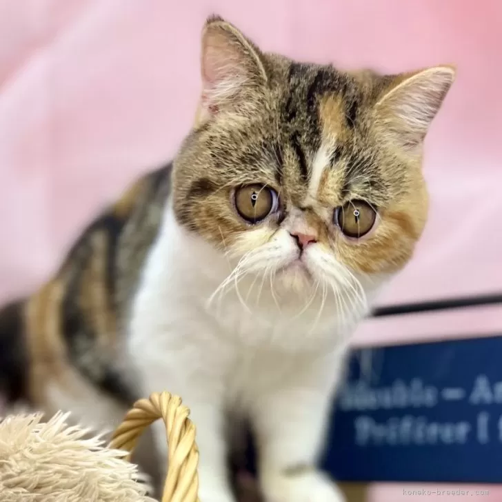 エキゾチックショートヘア【青森県・女の子・2025年4月10日・ブラウンパッチドタビー&amp;ホワイト】の写真1