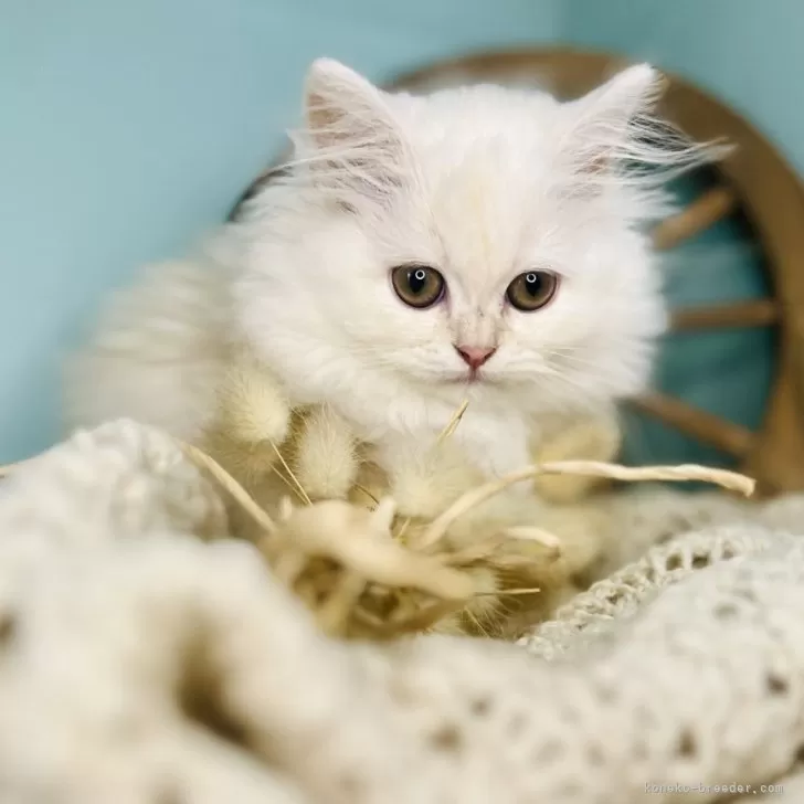 ID：2509-02083の子猫