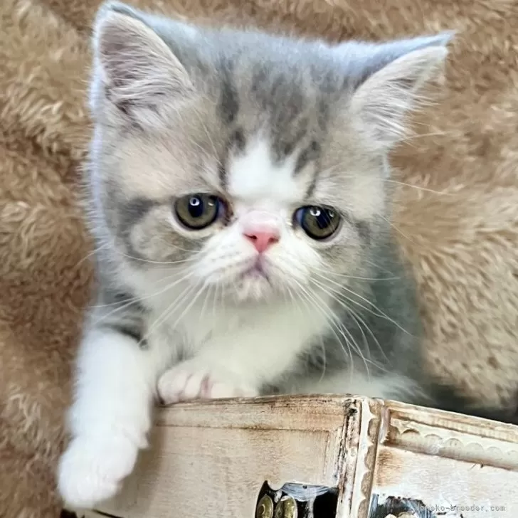 ID:2506-00142の子猫