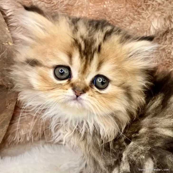 ID：2505-02241の子猫