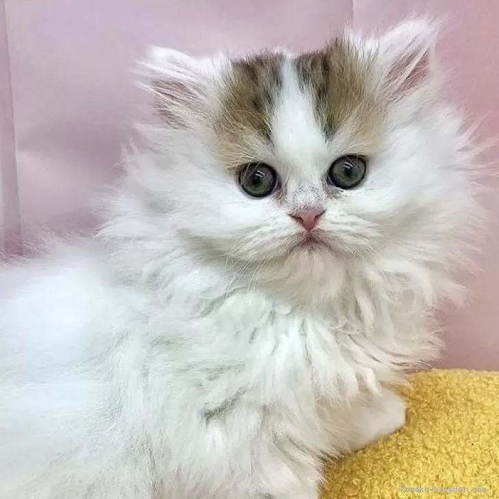 ID：2503-02981の子猫