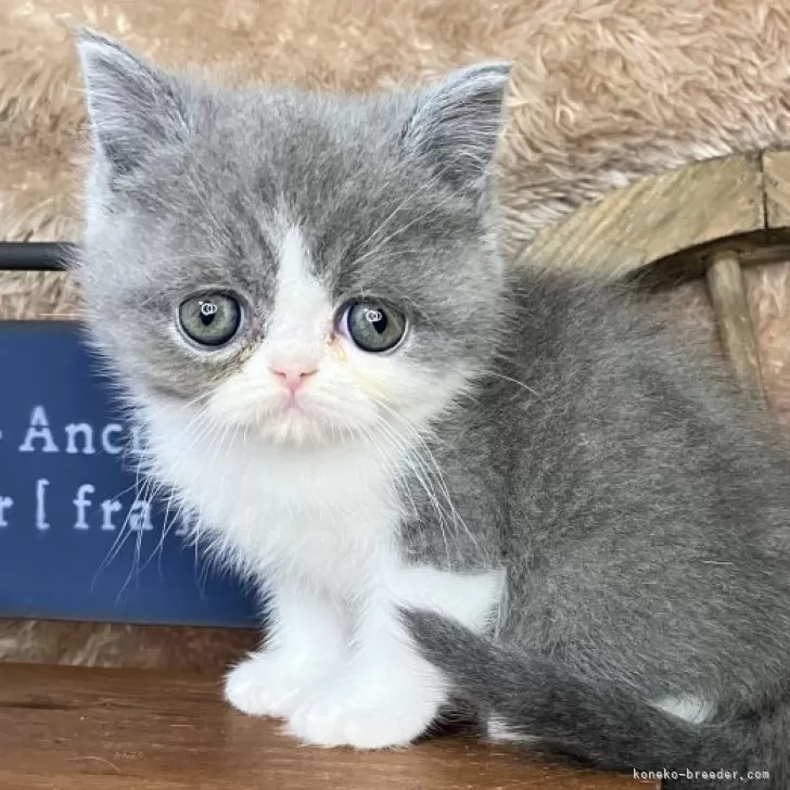 ID:2506-00991の子猫