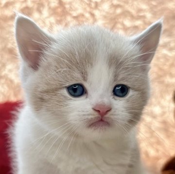 セルカークレックス【青森県・男の子・2025年2月17日・クリーム&ホワイト】の写真「1番のまんまるくん🥚💕」