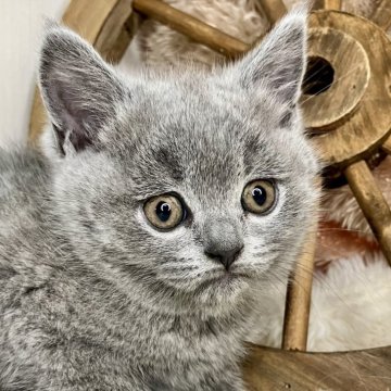 ブリティッシュショートヘア【青森県・女の子・2025年3月20日・ブルー】の写真「困り顔の可愛い女の子🥰💖」