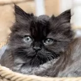 マンチカン(長足)【青森県・男の子・2025年10月18日・ブラックスモーク】の写真1