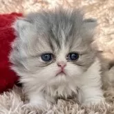 ペルシャ