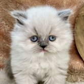 ヒマラヤン