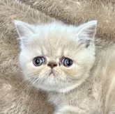 エキゾチックショートヘア