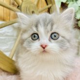 スコティッシュフォールド(立ち耳)