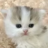ペルシャ