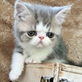 エキゾチックショートヘア