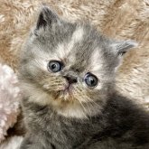 エキゾチックショートヘア