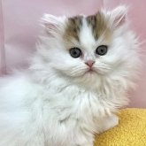 ペルシャ