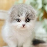 スコティッシュフォールド(折れ耳)