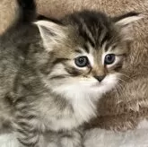 サイベリアン