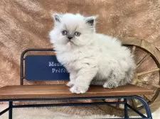 ヒマラヤン【青森県・女の子・2025年3月28日・ブルークリームポイント】の写真2